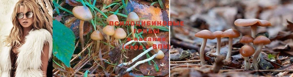 мдпв Бородино