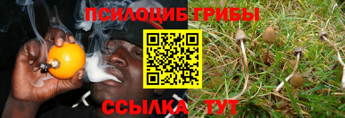 что такое наркотик  Псилоцибиновые грибы прущие грибы  Вход с VPN  Гурьевск 